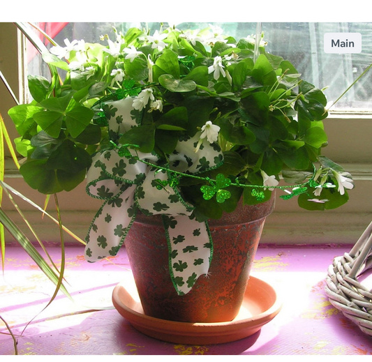 Shamrock Plant