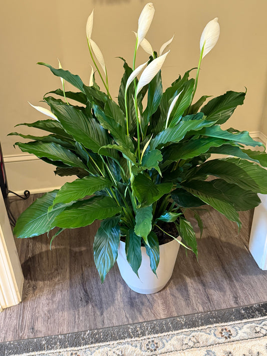 Large 8" Peace Lily